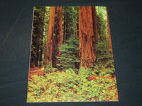 1960'S SAN FRANCISCO BAY AREA CALIFORNIA REDWOODS BROCHURE - J 5888