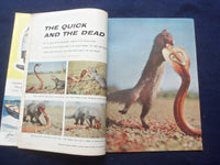 1955 NOVEMBER ARGOSY MAGAZINE - THE MAN THE MOBS CAN'T SCARE - SP 4781K