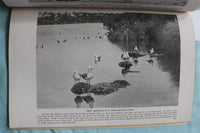 1917 NOVEMBER THE AMERICAN MUSEUM JOURNAL - PENGUINS - SOFTCOVER BOOK - K 3270