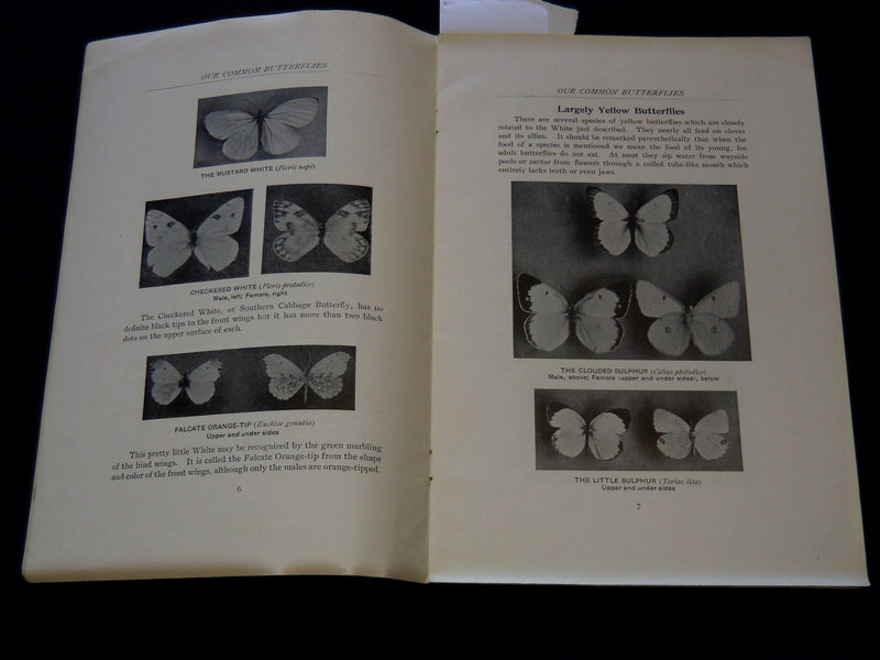 1914 OUR COMMON BUTTERFLIES BOOK BY FRANK E. LUTZ - LEAFLET NO. 38 - J 7301