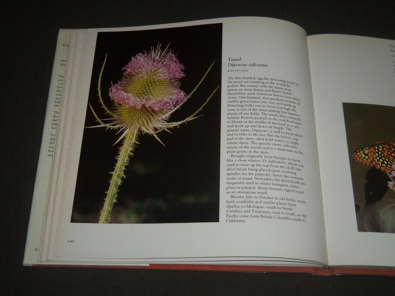 1976 CANADIAN WILDFLOWERS BY FERGUSON & SAUNDERS HARDCOVER BOOK - I 1093