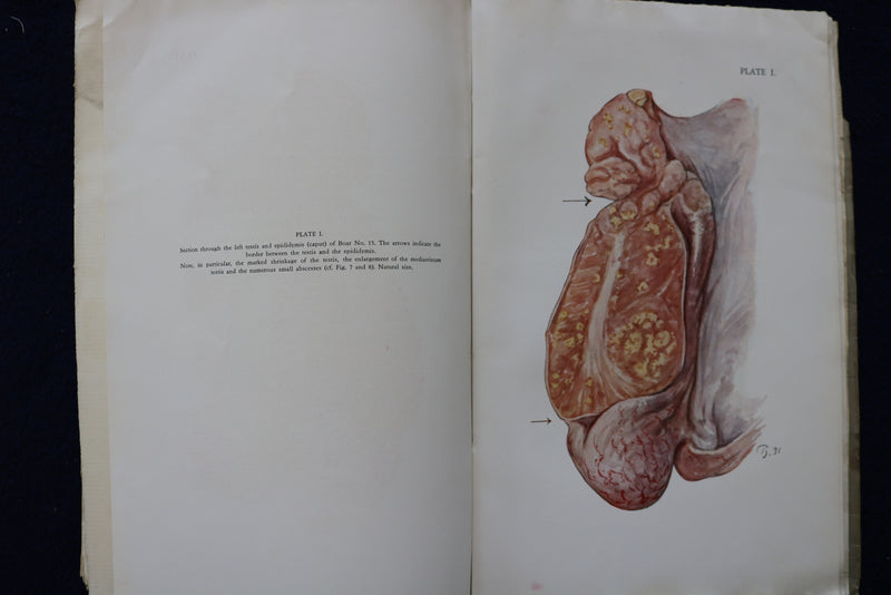 1934 BRUCELLA INFECTION IN SWINE SOFTCOVER BOOK BY AXEL THOMSEN -SIGNED - K 1462