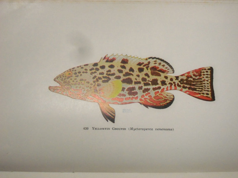1950 GUIDE TO THE JOHN G. SHEDD AQUARIUM BOOK BY WALTER H. CHUTE - KD 2978