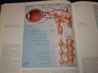 1977 CIBA COLLECTION OF MEDICAL ILLUSTRATIONS VOL. 1 - NERVOUS SYSTEM - KD 2708