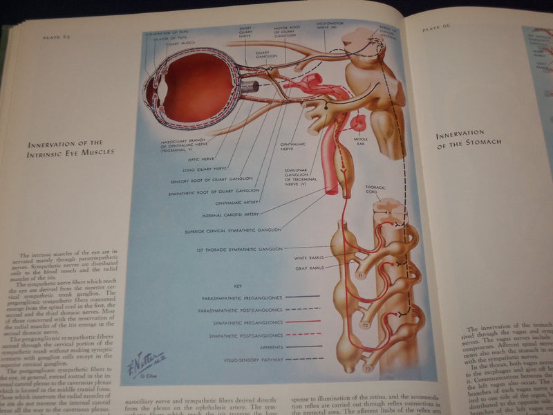 1977 CIBA COLLECTION OF MEDICAL ILLUSTRATIONS VOL. 1 - NERVOUS SYSTEM - KD 2708