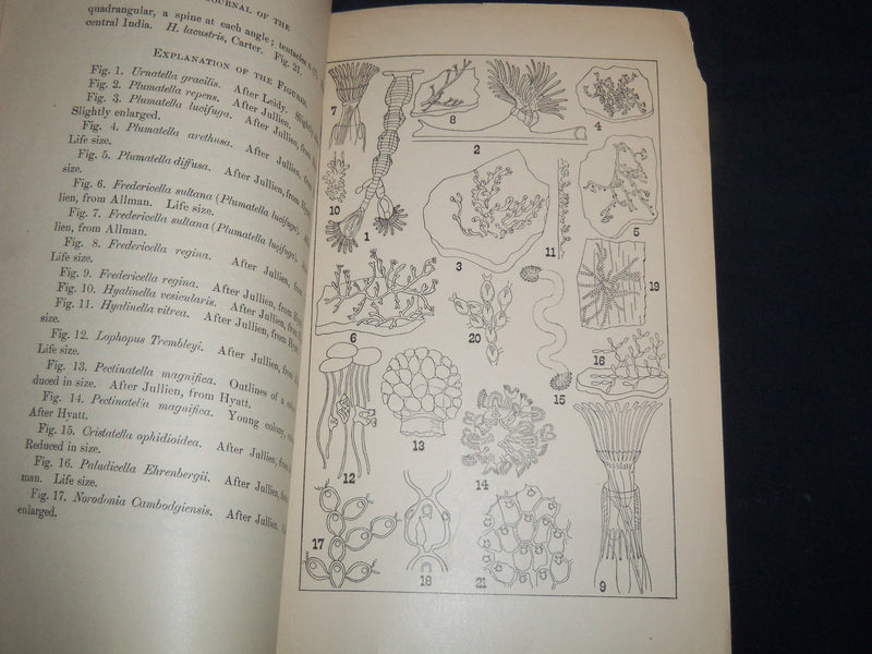 1887 JANUARY THE TRENTON NATURAL HISTORY SOCIETY JOURNAL - J 8711