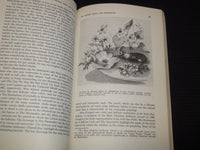 1970 ILLUSTRATIONS IN CHILDREN'S BOOKS BY PATRICIA CIANCIOLO - J 7487