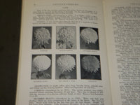 1928-1929 ELMER D. SMITH & CO. CHRYSANTHEMUMS FLORISTS' CATALOG LOT OF 3- O 1608