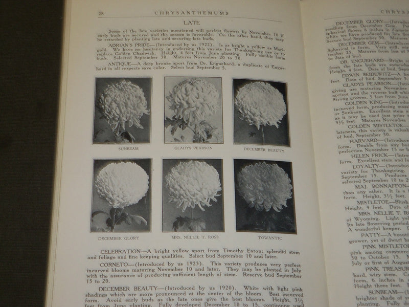 1928-1929 ELMER D. SMITH & CO. CHRYSANTHEMUMS FLORISTS' CATALOG LOT OF 3- O 1608