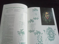 1981 COLONIAL WILLIAMSBURG DECORATES FOR CHRISTMAS MAGAZINE - B 4077U
