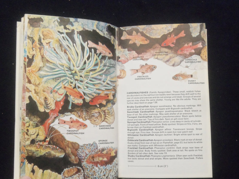 1980 HANDGUIDE TO THE CORAL REEF FISHES OF THE CARIBBEAN HARDCOVER BOOK -KD 8328