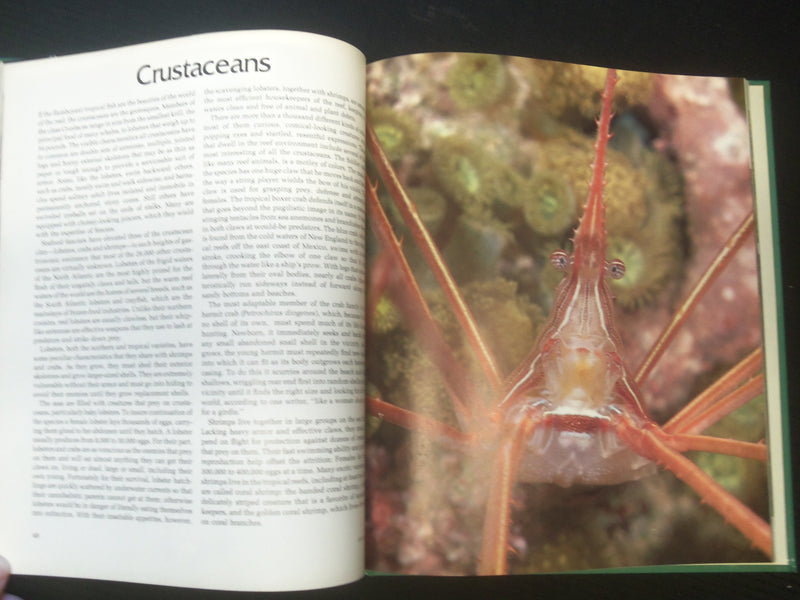 1977 LIFE IN THE CORAL REEF HARDCOVER BOOK - TIME-LIFE TELEVISION - R 735D