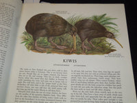 1961 BIRDS OF THE WORLD HARDCOVER BOOK BY OLIVER AUSTIN - NICE ILLUS.- KD 4585K