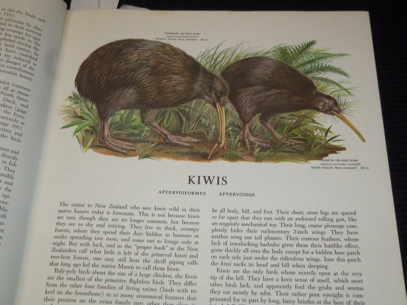 1961 BIRDS OF THE WORLD HARDCOVER BOOK BY OLIVER AUSTIN - NICE ILLUS.- KD 4585K