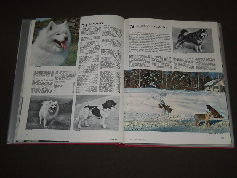 1973 THE ENCYCLOPEDIA OF DOGS EDITED BY PAOLO LECALDANO BOOK - KD 4099