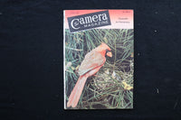 1951 JUNE THE CAMERA MAGAZINE - MOTHER AND BABY BIRDS COVER - K 359