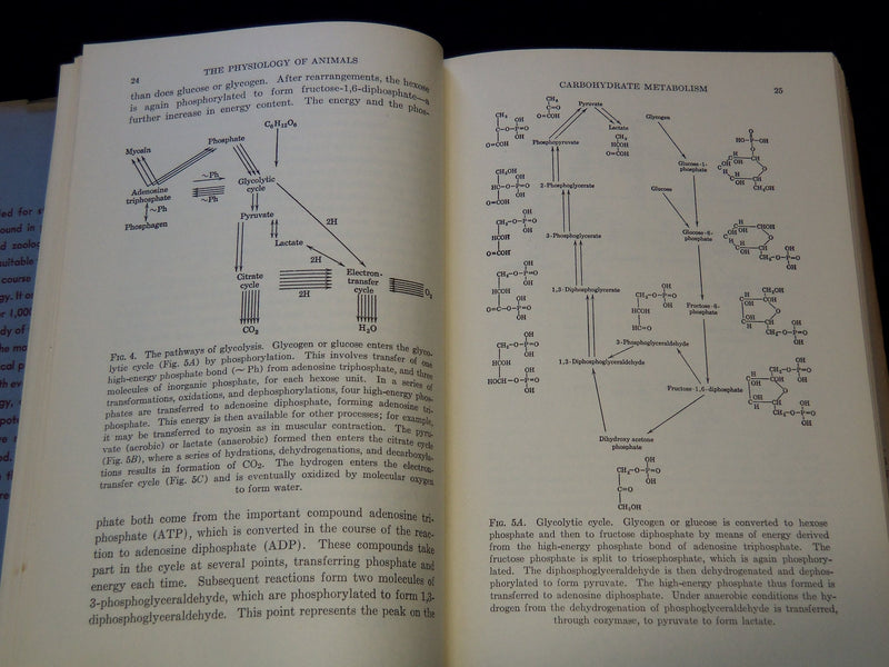 1948 COMPARATIVE PHYSIOLOGY HARDCOVER BOOK BY BRADLEY T. SEHEER - KD 7875