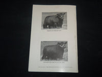 1952 STEVEWAY FARMS ABERDEEN-ANGUS BREEDERS' ANNUAL CATTLE SALE CATALOG - J 9229