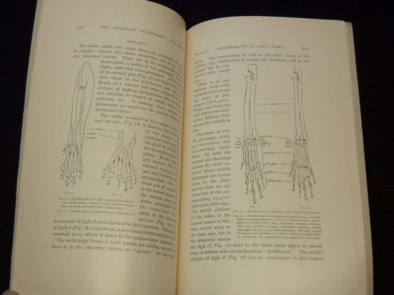 1902-1904 HARVARD ZOOLOGICAL LABORATORY STUDY BOOKS LOT OF 3 - O 2366Q