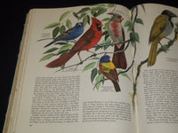 1961 BIRDS OF THE WORLD HARDCOVER BOOK BY OLIVER AUSTIN - NICE ILLUS.- KD 4585K