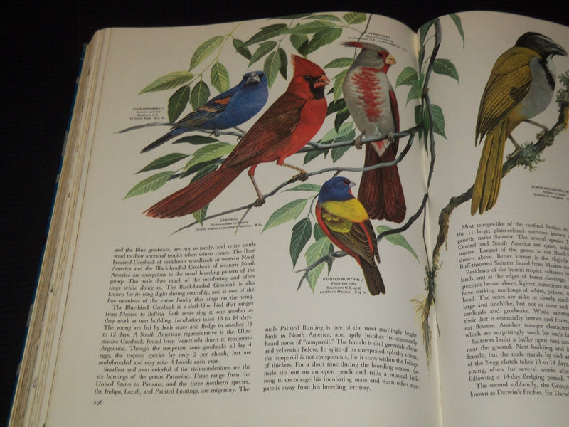 1961 BIRDS OF THE WORLD HARDCOVER BOOK BY OLIVER AUSTIN - NICE ILLUS.- KD 4585K