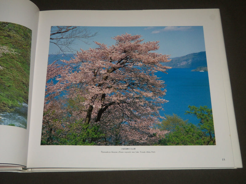 1987 CHERRY BLOSSOMS BY MAGOICHI KUSHIDA HARDCOVER BOOK - I 1144