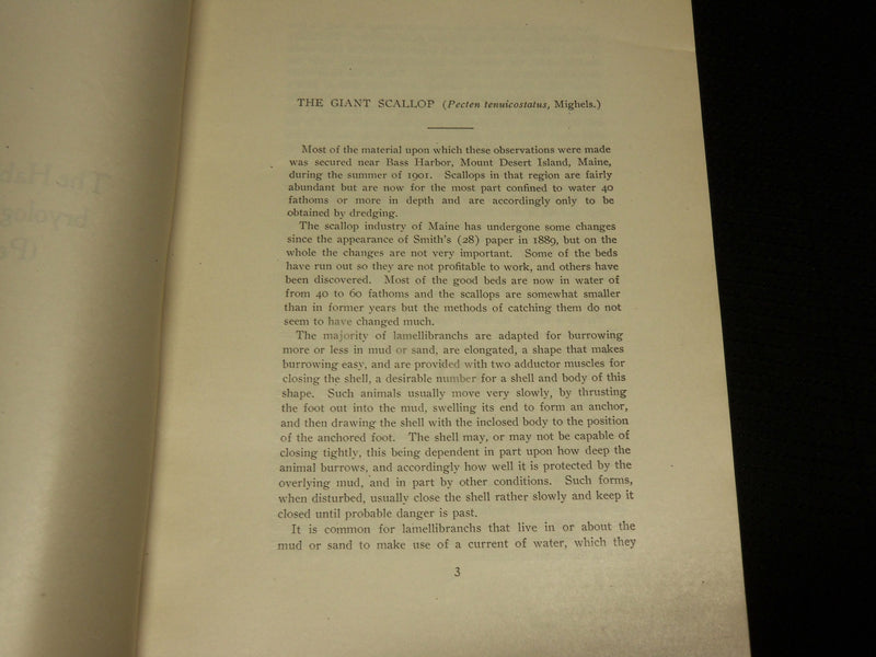 1906 THE HABITS ANATOMY EMBRYOLOGY OF THE GIANT SCALLOP BOOK BY DREW - J 6877