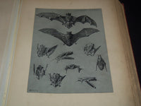 1911 ETUDES D'ANIMAUX FRENCH VOLUME BY M. MEHEUT - 50 ANIMAL PLATES - Z 277
