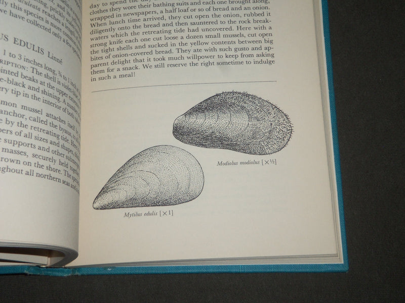 1961 SHELLS OF THE NEW YORK CITY AREA BY JACOBSON & EMERSON - KD 4415