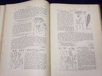 1898 AN ILLUSTRATED FLORA OF NORTHERN US & CANADA VOLUME NO. 3 - KD 3557