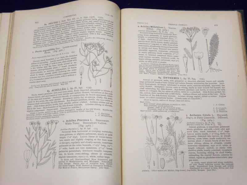 1898 AN ILLUSTRATED FLORA OF NORTHERN US & CANADA VOLUME NO. 3 - KD 3557