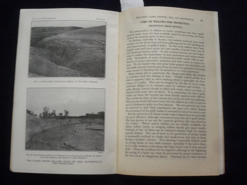 1915 DECEMBER WILLOWS: THEIR GROWTH, USE, AND IMPORTANCE SOFTCOVER BOOK - J 9618