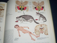 1964 CIBA COLLECTION OF MEDICAL ILLUSTRATIONS VOL NO. 1 - NERVOUS SYS. - KD 2343