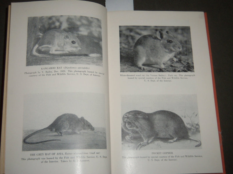 1948 VANDALS OF THE NIGHT BY J. LAURENS NICHOLES BOOK - RATS - KD 4508