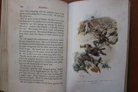 1905 NEDRA BY GEORGE BARR MCCUTCHEON - HARRISON FISHER ILLUSTRARTIONS - KD 9604