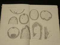 1894-1904 ZOOLOGISCHE JAHRBUCHER FUR ANATOMIE UND ONTOGENIE LOT OF 39 - WR 1112