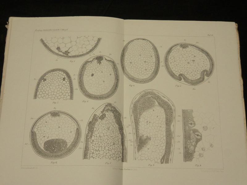 1894-1904 ZOOLOGISCHE JAHRBUCHER FUR ANATOMIE UND ONTOGENIE LOT OF 39 - WR 1112