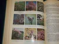 1955 SOUTH AFRICAN FLOWERS FOR GARDENS BOOK BY SIMA ELIOVSON - PHOTOS - KD 3100