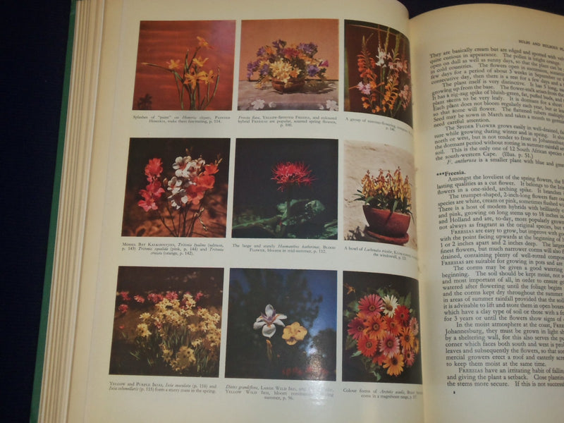 1955 SOUTH AFRICAN FLOWERS FOR GARDENS BOOK BY SIMA ELIOVSON - PHOTOS - KD 3100