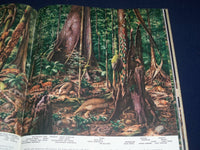 1955 THE WORLD WE LIVE IN BOOK BY TIME INC. - NICE COLOR FOLD OUTS - KD 2206