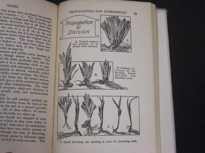 1930 THE HOME GARDEN HANDBOOKS - IRISES BY F. F. ROCKWELL - KD 5810