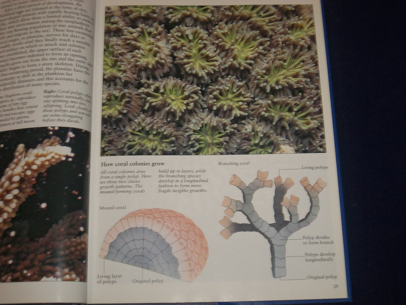 1990 CORAL REEFS HARDCOVER BOOK BY LES HOLLIDAY - NICE PHOTOS - KD 2776