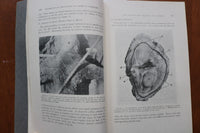 1916 OCTOBER SOCIETY OF AMERICAN FORESTERS PROCEEDINGS - SOFTCOVER BOOK - K 3247