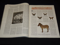1916 BIBBY'S ANNUAL EDITED BY JOSEPH BIBBY - ILLUSTRATIONS & PHOTOS- ST 1676C