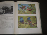 1917 BIRDS OF OTHER LANDS NATURE LOVERS LIBRARY - GREAT ILLUSTRATIONS - KD 32