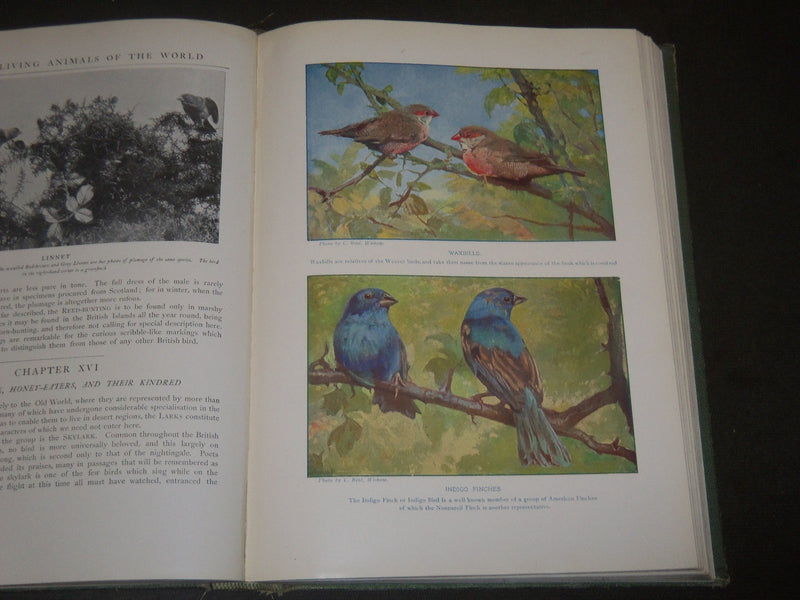 1917 BIRDS OF OTHER LANDS NATURE LOVERS LIBRARY - GREAT ILLUSTRATIONS - KD 32