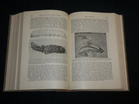 1939 DESTRUCTIVE AND USEFUL INSECTS HARDCOVER BOOK BY C. L. METCALF - KD 7016