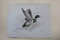1940'S FIELD AND SLOUGH - SPORTSMAN'S PRINTS - BY W.H. BROWN - K 2939