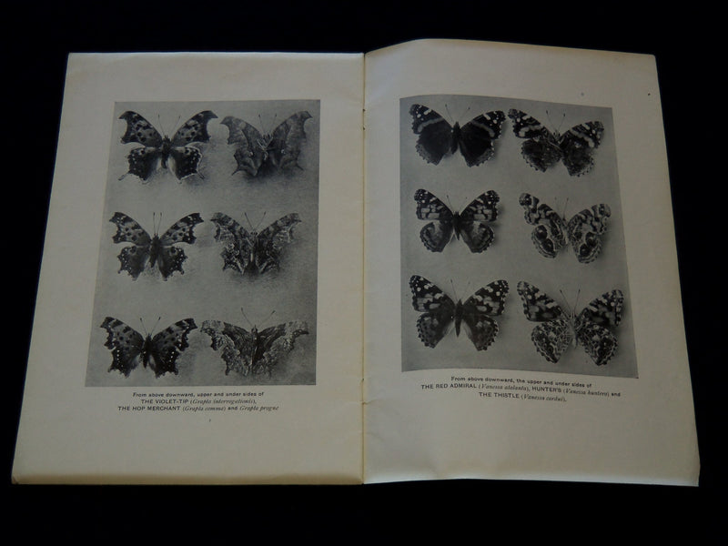1914 OUR COMMON BUTTERFLIES BOOK BY FRANK E. LUTZ - LEAFLET NO. 38 - J 7301