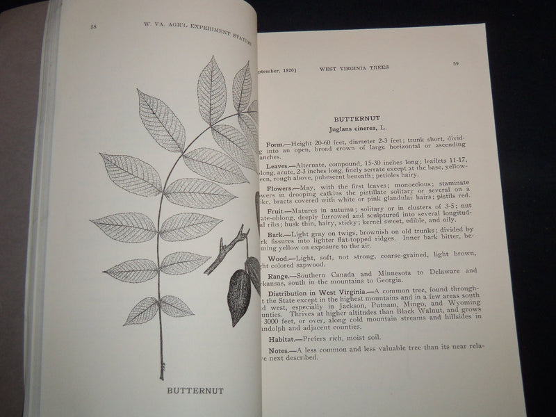 1920 WEST VIRGINIA TREES BULLETIN 175 - JOHN LEE COULTER - MORGANTOWN - J 9118